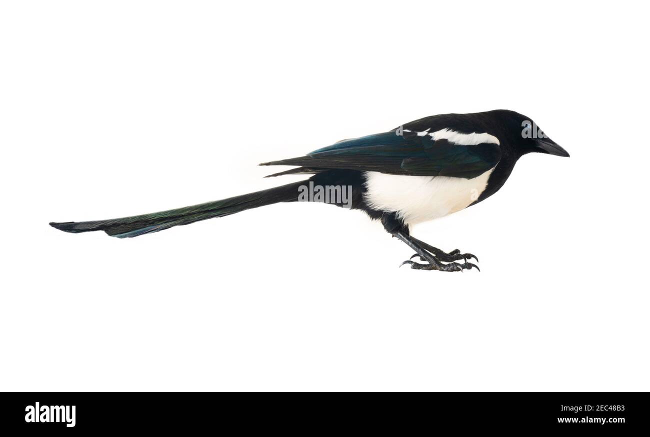 Europäische Elster (Pica pica) ist weit verbreitet. Überall hat es einen umfangreichen kulturellen Hintergrund: Diebische Elster, gesprächige Frau, Trägerin von Gossi Stockfoto