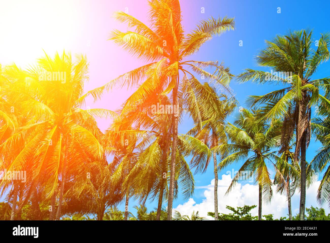 Orangenfackel auf Kokopalmen. Tropische Landschaft mit Palmen. Palmenkrone am blauen Himmel. Sonnige tropische Insel getönten Foto. Sonnenschein auf Palmblatt. Stockfoto