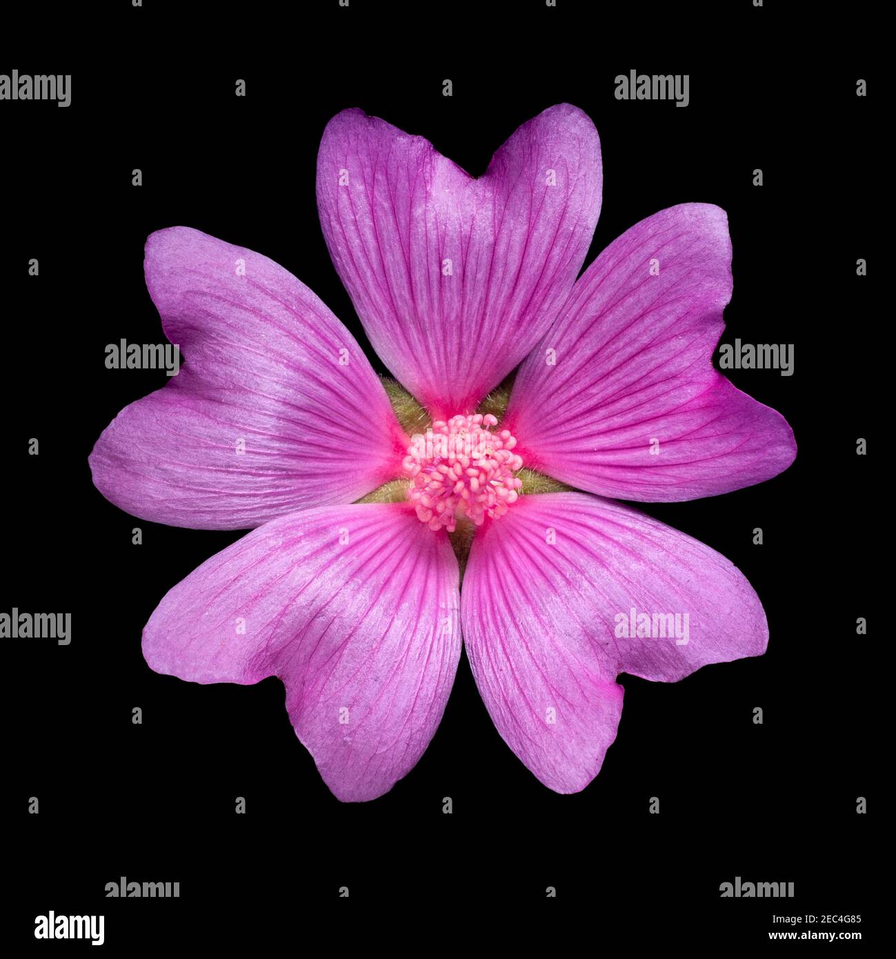 Gemeine Malvenblume, Malva sylvestris, schwarzer Hintergrund Ausschnitt Stockfoto