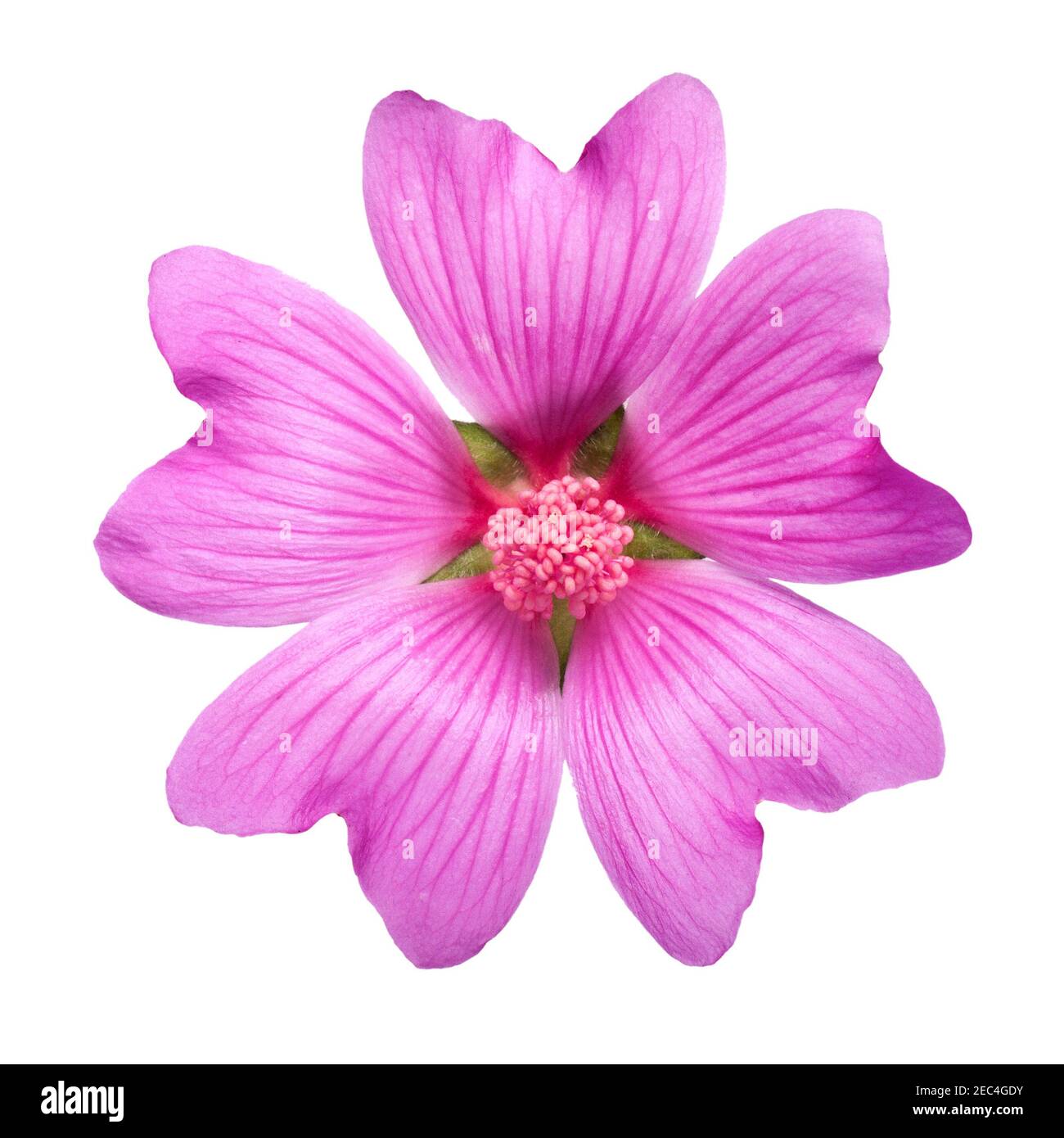 Gemeine Malvenblume, Malva sylvestris, weißer Hintergrund Ausschnitt Stockfoto