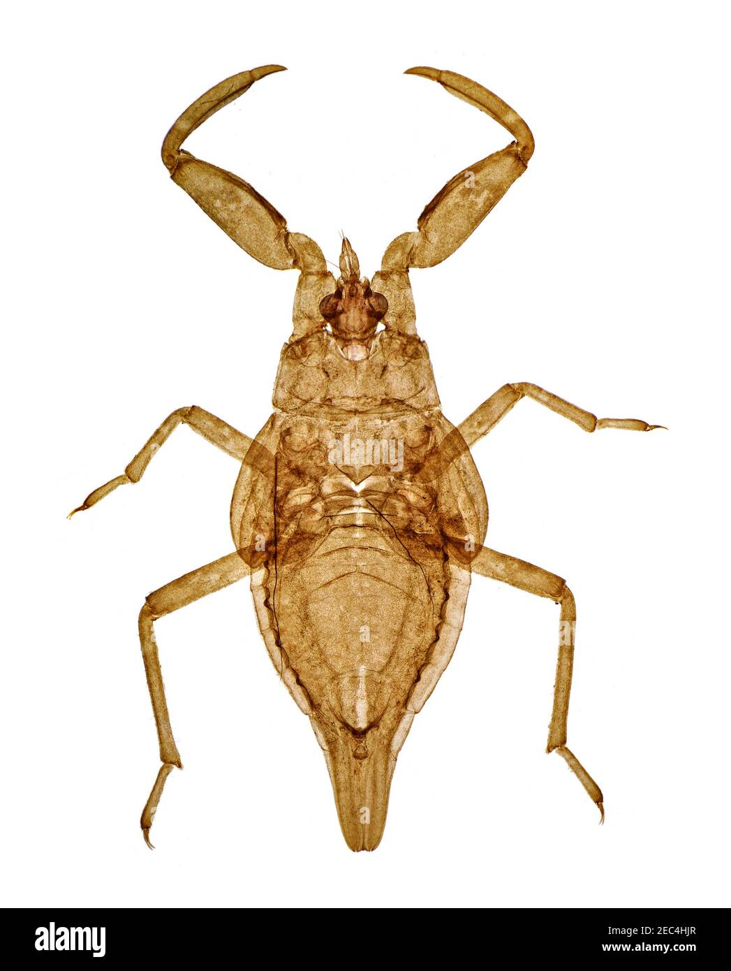 Wasserskorpion, Nepa cinerea, Nymphe im Frühstadium. Hellfeldbeleuchtung Stockfoto