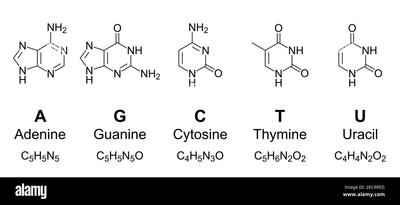 Primäre Nukleobasen, chemische Formeln und Skelettstrukturen. Adenin, Guanin, Cytosin, Thymin, Uracil, dargestellt durch die Buchstaben A, G, C, T und U. Stockfoto