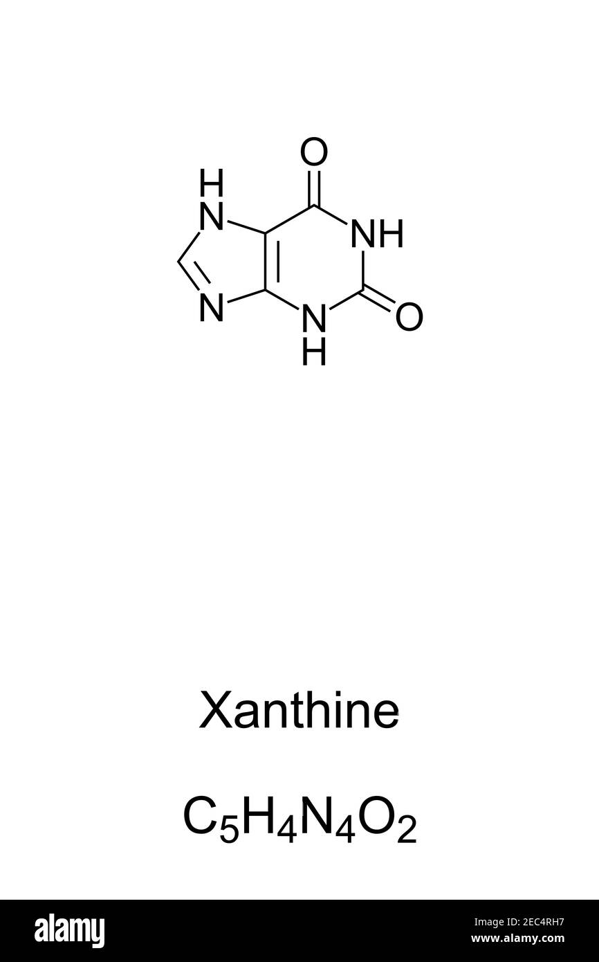 Xanthin, chemische Formel und Skelettstruktur. Xanthensäure, eine Purinbasis, die in menschlichen Körpergeweben und -Flüssigkeiten vorkommt. Wird als Vorstufe eines Medikaments verwendet. Stockfoto