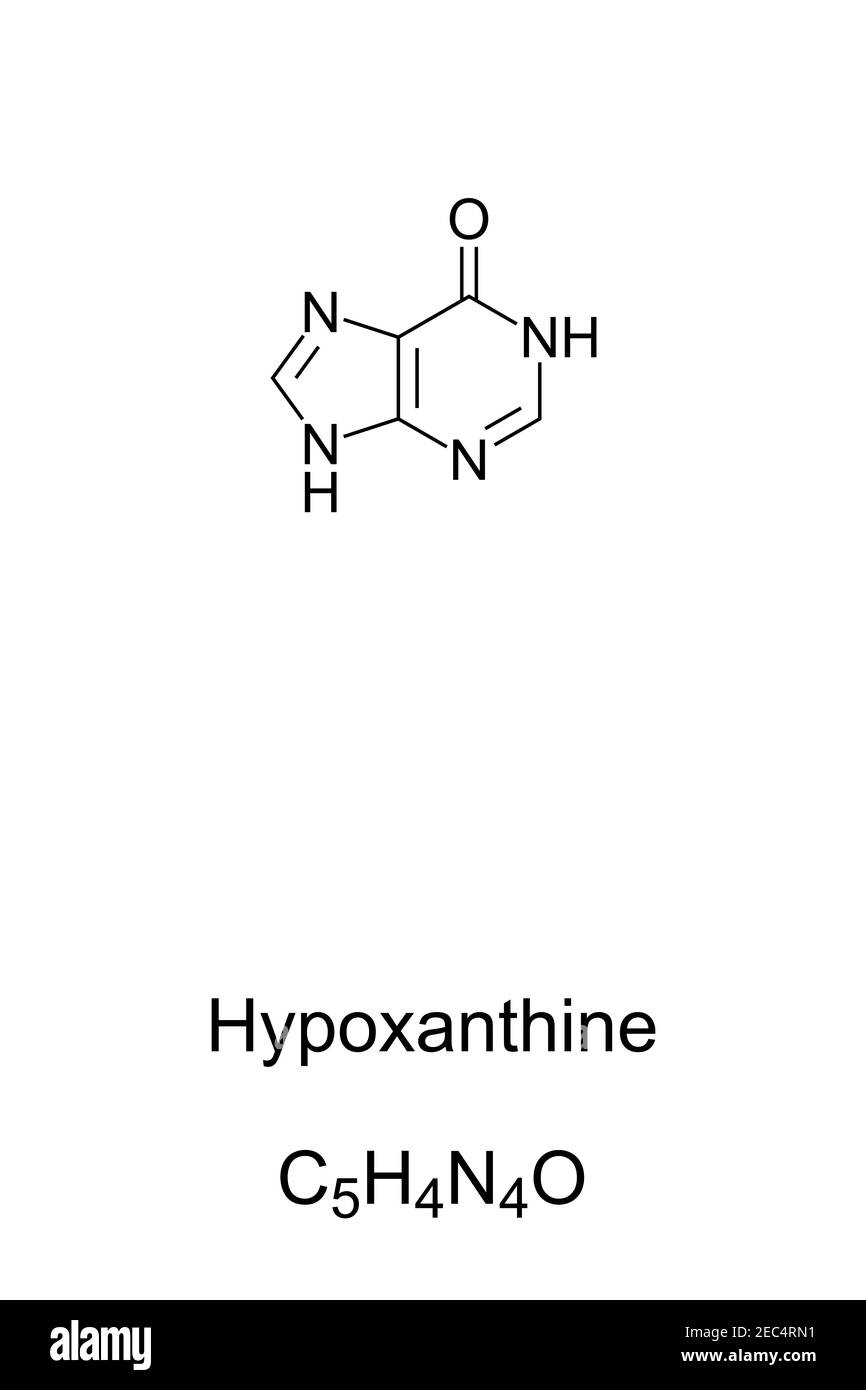 Hypoxanthin, chemische Formel und Skelettstruktur. Natürlich vorkommendes Purinderivat und Bestandteil von Nukleinsäuren. Stockfoto