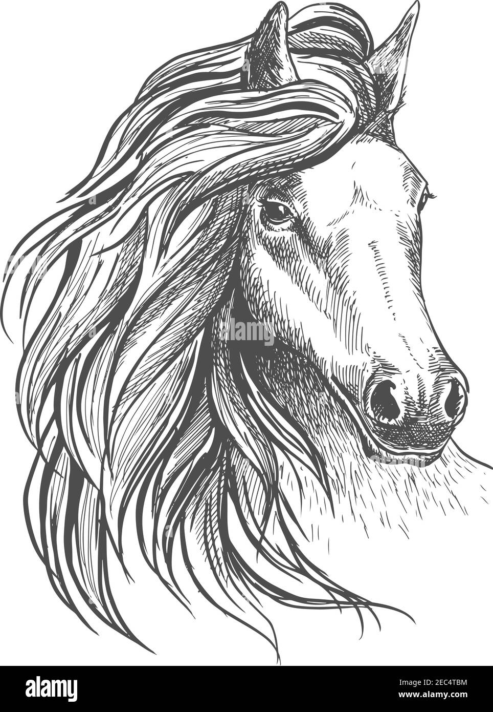 Skizze des Pferdekopfes mit glorreicher welliger Mähne und ruhiger Optik, verspieltem Blick und elegantem Hals. Isoliert auf Weiß. Für Pferdesport-Design Stock Vektor