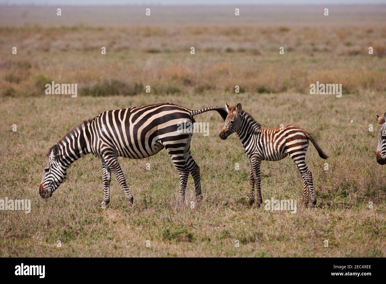 Ebene Zebra mit Fohlen, Equus quagga, Serengeti, Tansania, Afrika Stockfoto