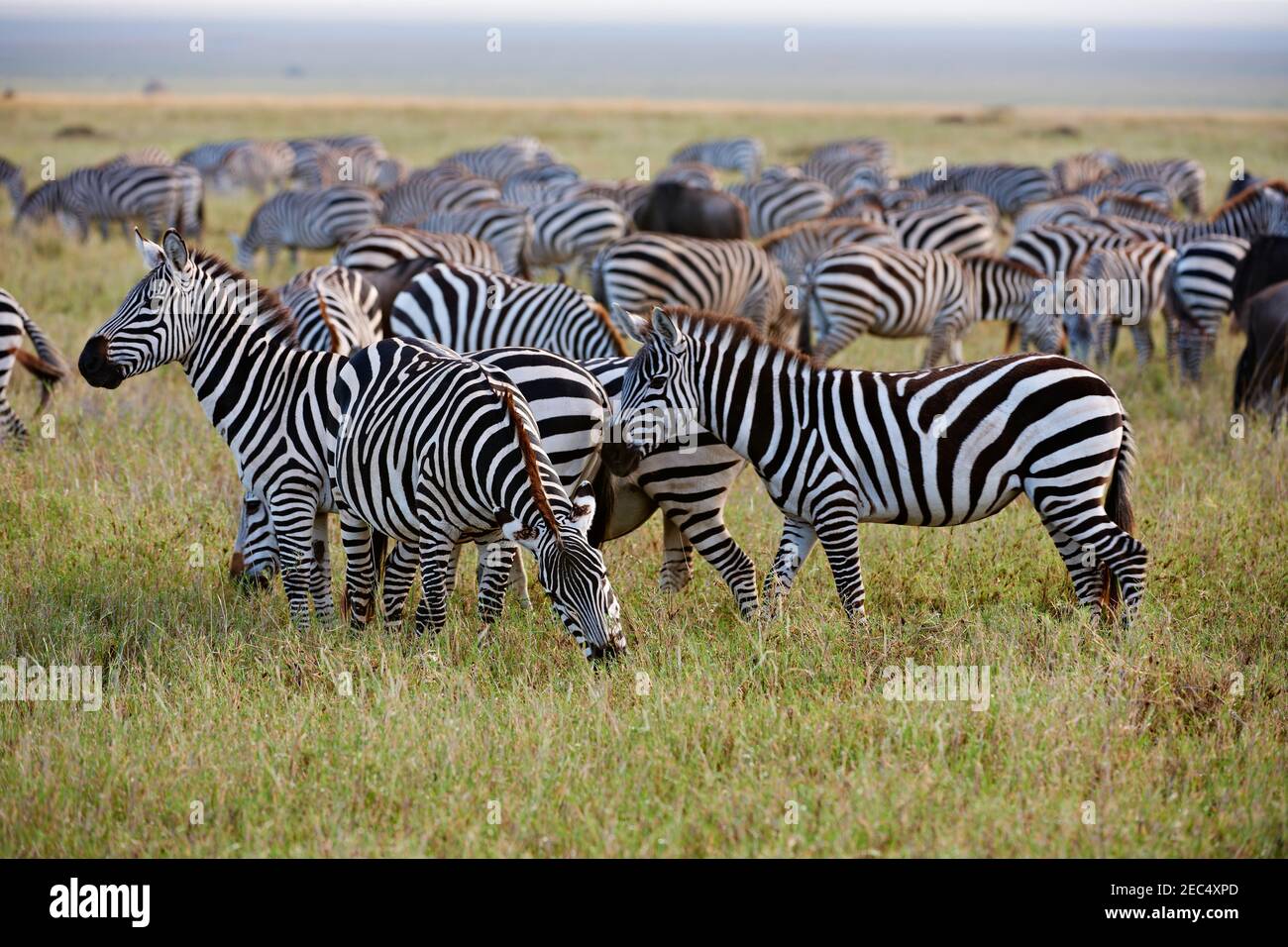Herde der Ebenen Zebra, Equus quagga, Serengeti, Tansania, Afrika Stockfoto