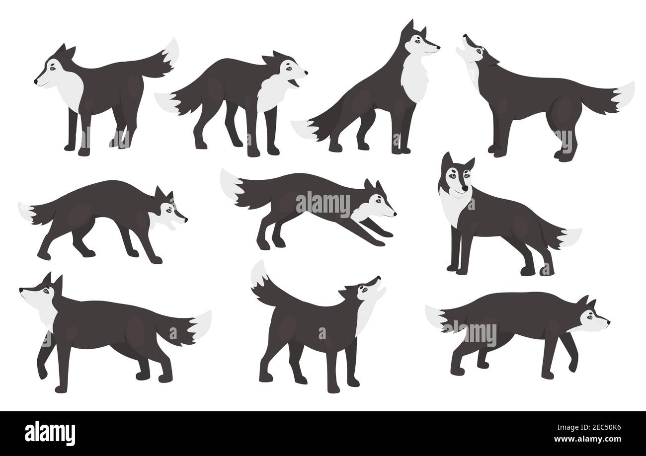 Wolf Poses Vektor Illustration Set. Cartoon niedlichen wilden Tierfiguren stehen in verschiedenen Haltungen Clipart Sammlung, Wildlife Wald Raubtier, pelzigen grauen Wölfe heulen isoliert auf weiß Stock Vektor