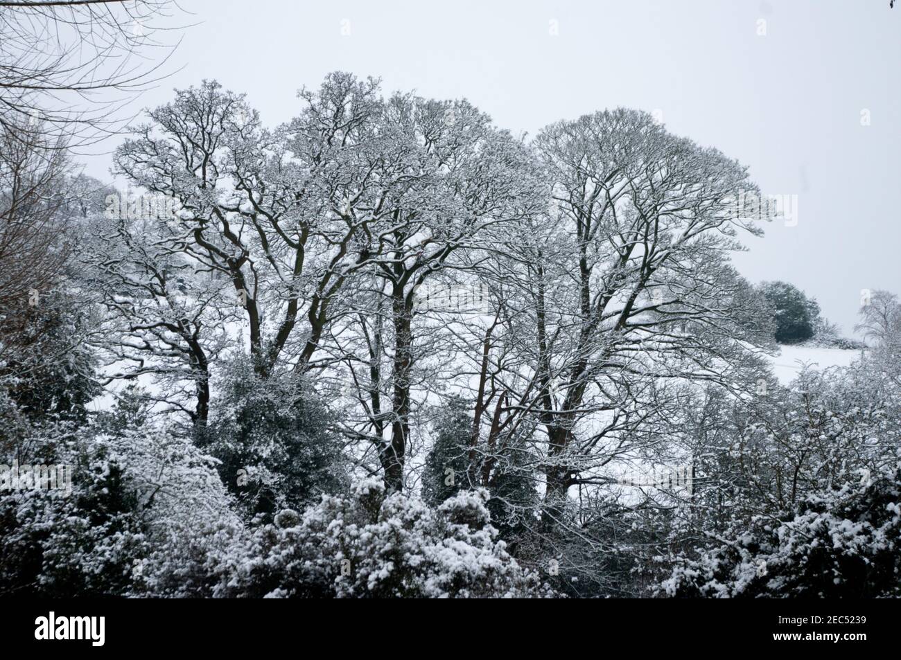 Reife Bäume im Winterschnee in der typischen Worcestershire Landschaft in der Nähe von Bromsgrove. Stockfoto