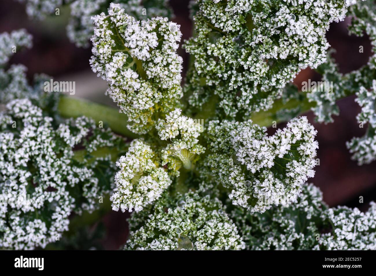 Frost und Wassertropfen auf lockigen Grünblättern im Garten. Stockfoto