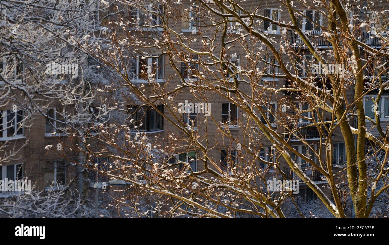 Baumrinde bedeckt mit Neuschnee gegenüber einem Wohnhaus in St. petersburg, Russland Stockfoto