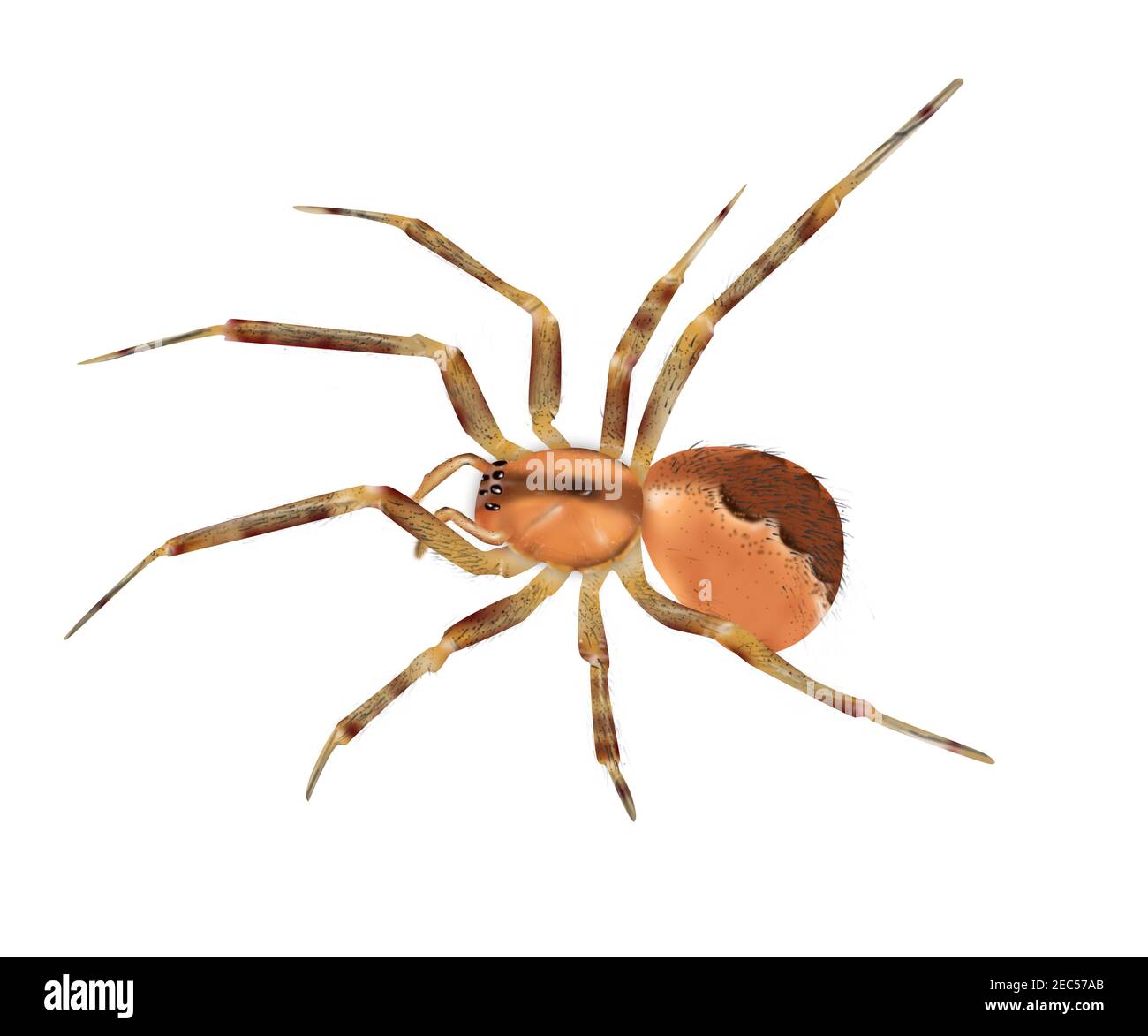 Anelosimus studiosus. Tropische Spinne isoliert auf weißem Hintergrund. Realistische Details. Soziale Spinnen. Stockfoto