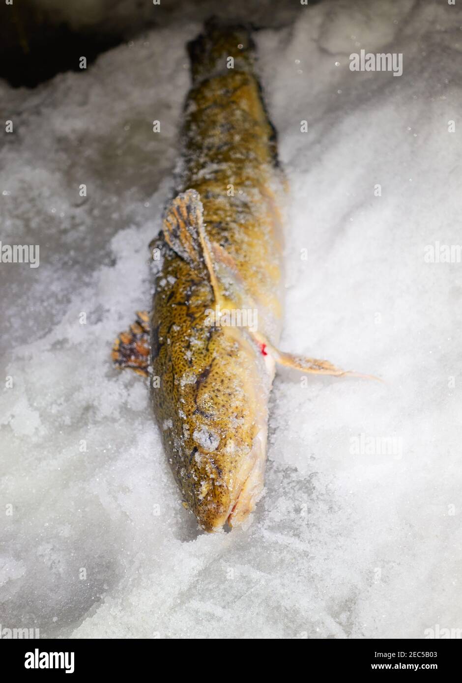 Frisch gefangener Steinbutt auf Eis, der beim Eisfischen bei extrem kalten Bedingungen mitten in der Nacht in Finnland im Februar 2021 gefangen wurde. Stockfoto