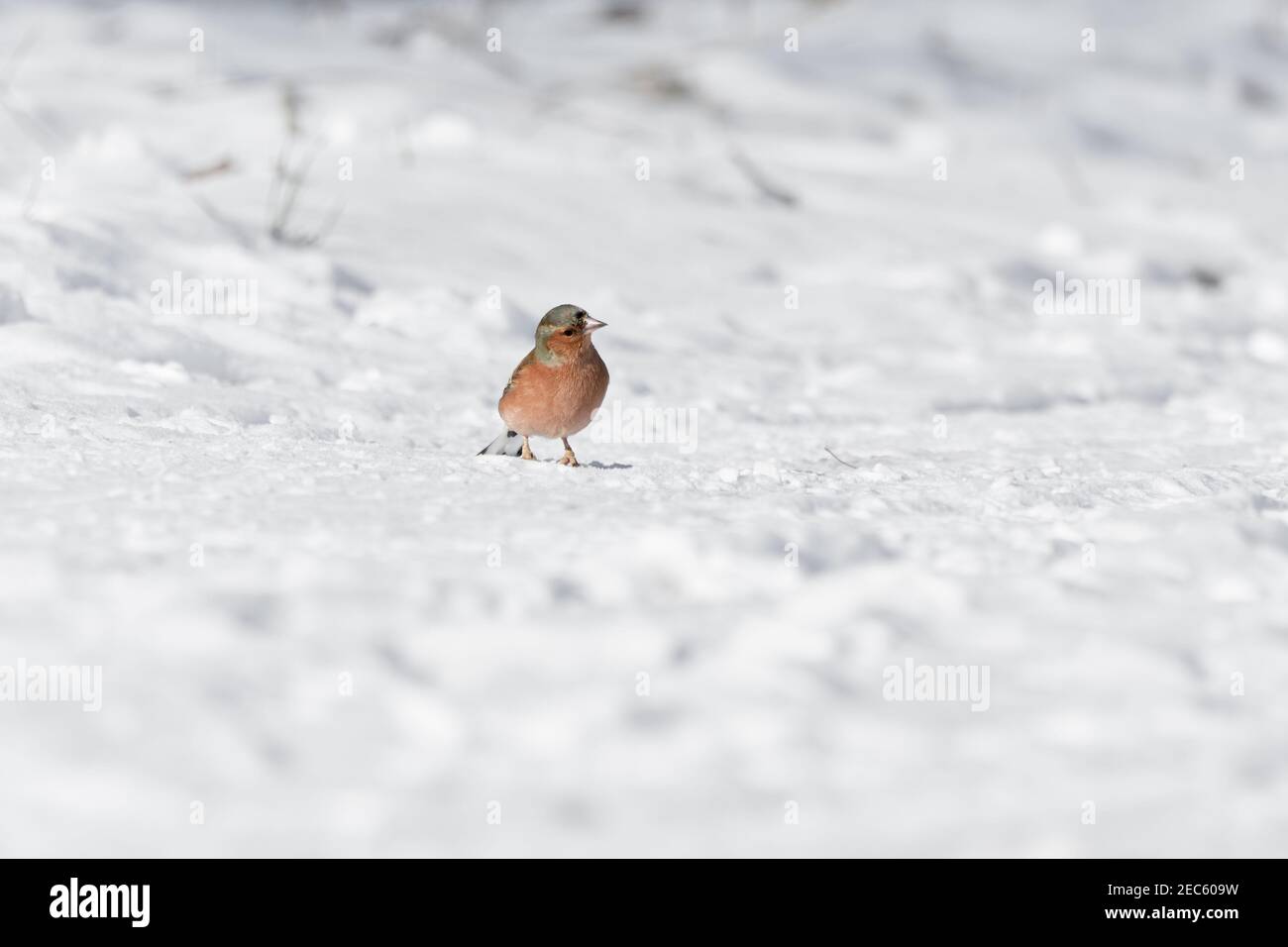 Kleiner Vogel (Chaffinch, Fringilla coelebs), der im eiskalten Winter auf Schnee hüpft. Stockfoto