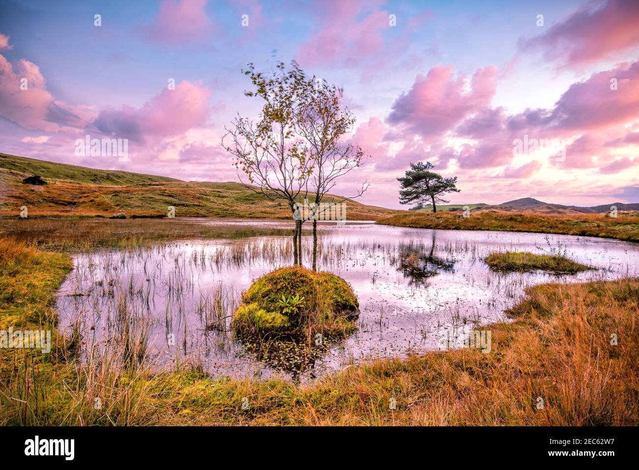 Die Sonne untergeht hinter einem einstehenden Baum, der aus einem wächst Rock in Kelly Hall Tarn in der Nähe von Coniston im See District National Park Stockfoto