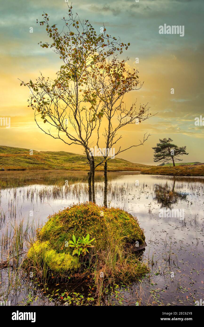 Die Sonne untergeht hinter einem einstehenden Baum, der aus einem wächst Rock in Kelly Hall Tarn in der Nähe von Coniston im See District National Park Stockfoto