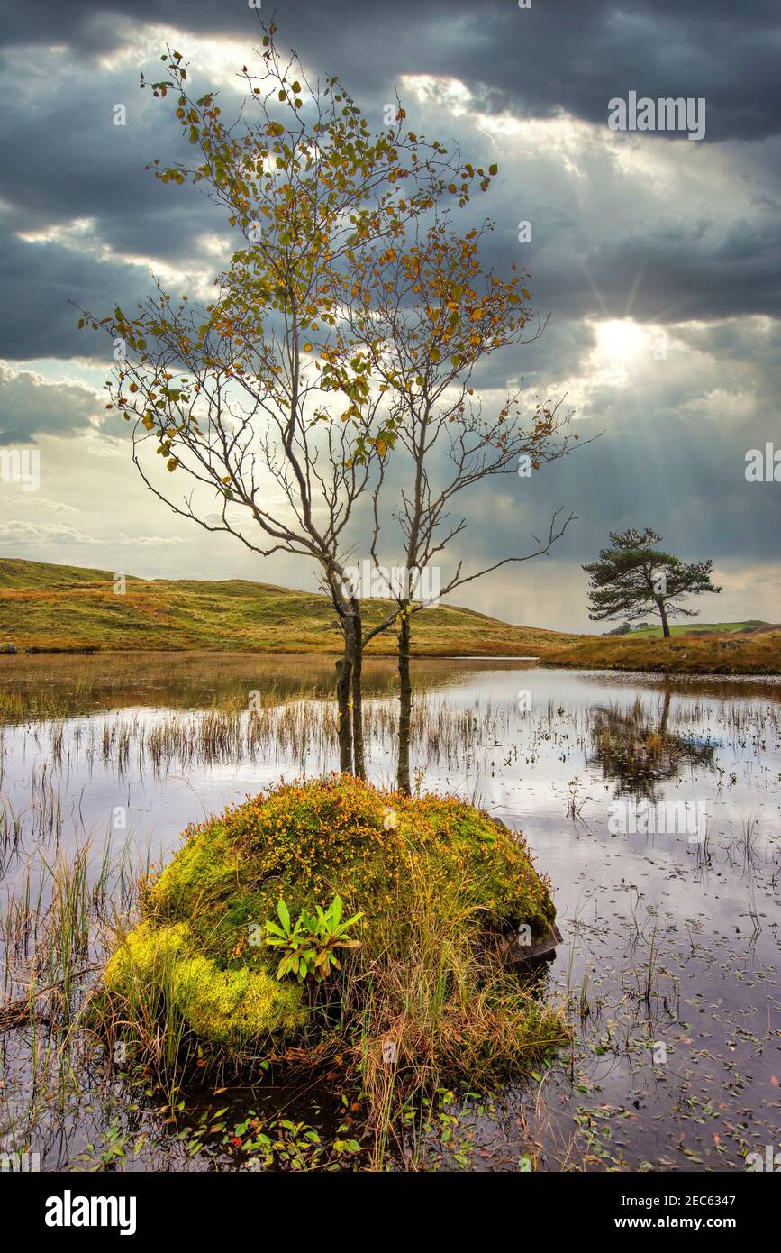 Die Sonne untergeht hinter einem einstehenden Baum, der aus einem wächst Rock in Kelly Hall Tarn in der Nähe von Coniston im See District National Park Stockfoto