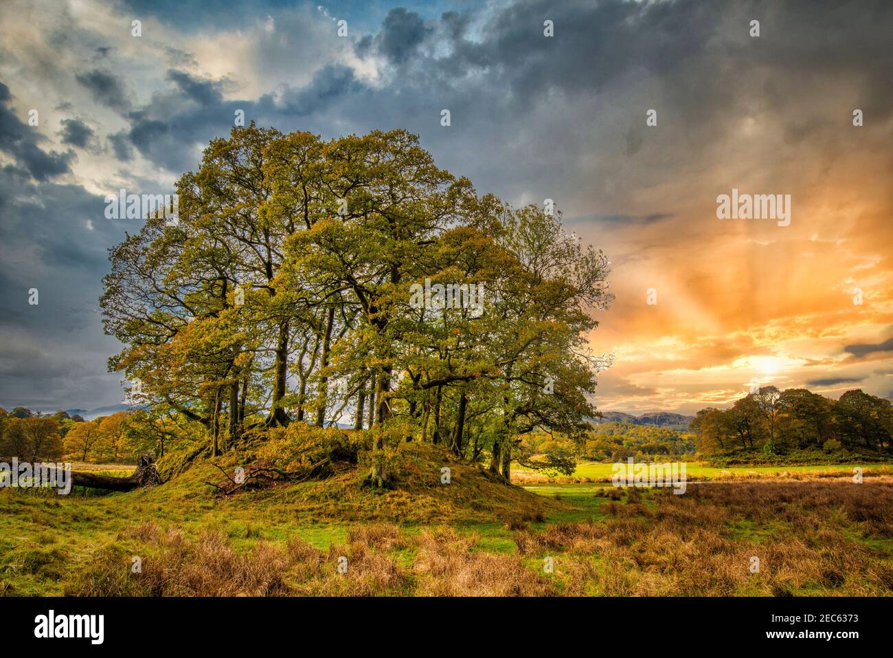 Eine wunderschöne Szene des Sonnenuntergangs über einem kleinen Baumbestand und Feldern in Coniston, einem Teil des Lake District National Park in Cumbria, Großbritannien Stockfoto