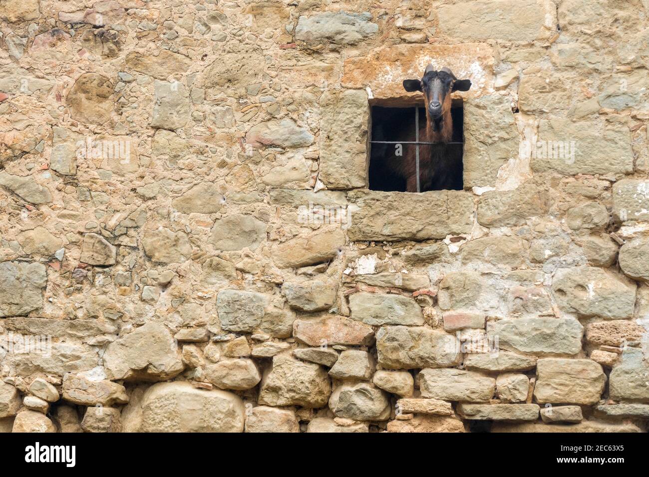 Niedliche Erwachsene Ziege Blick aus der Scheune Türen. Ländliche Leben auf dem Bauernhof. Ökotourismus Konzept. Lokaler spanischer Bauernhof, Katalonien, Spanien. Stockfoto