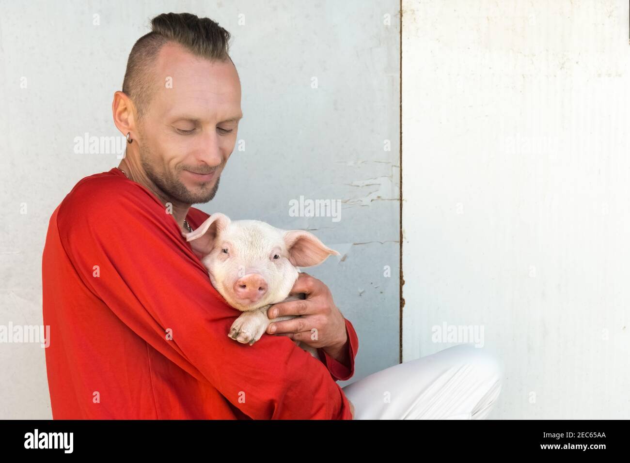 Niedliches Ferkel-Portrait auf Besitzer Hände. Bauer hält schöne junge Schwein. Konzentrieren Sie sich auf Schweinchen. Stockfoto