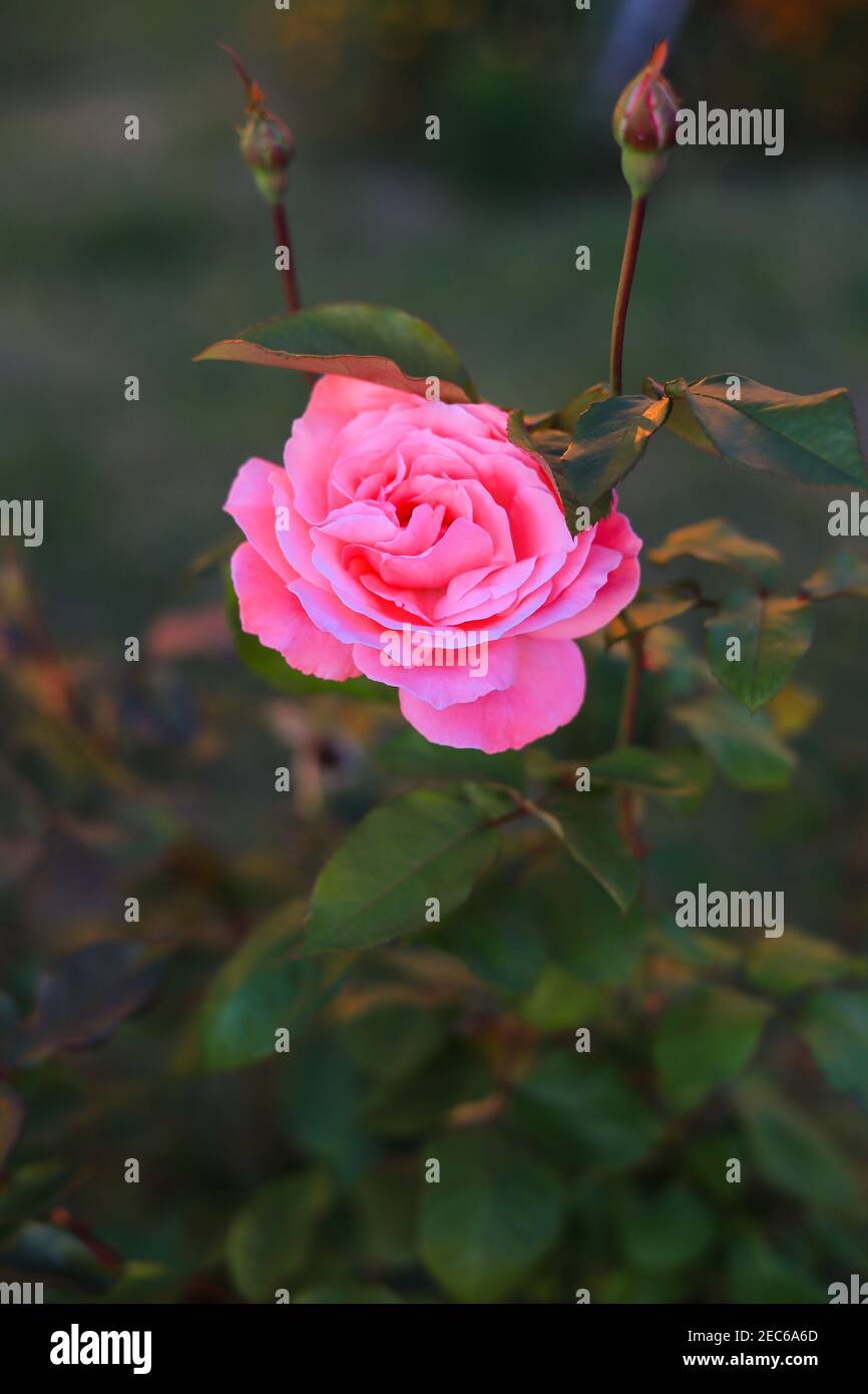 Eine rosa Rose wächst auf einem Blumenbeet im Nahaufnahme der Stadt Stockfoto