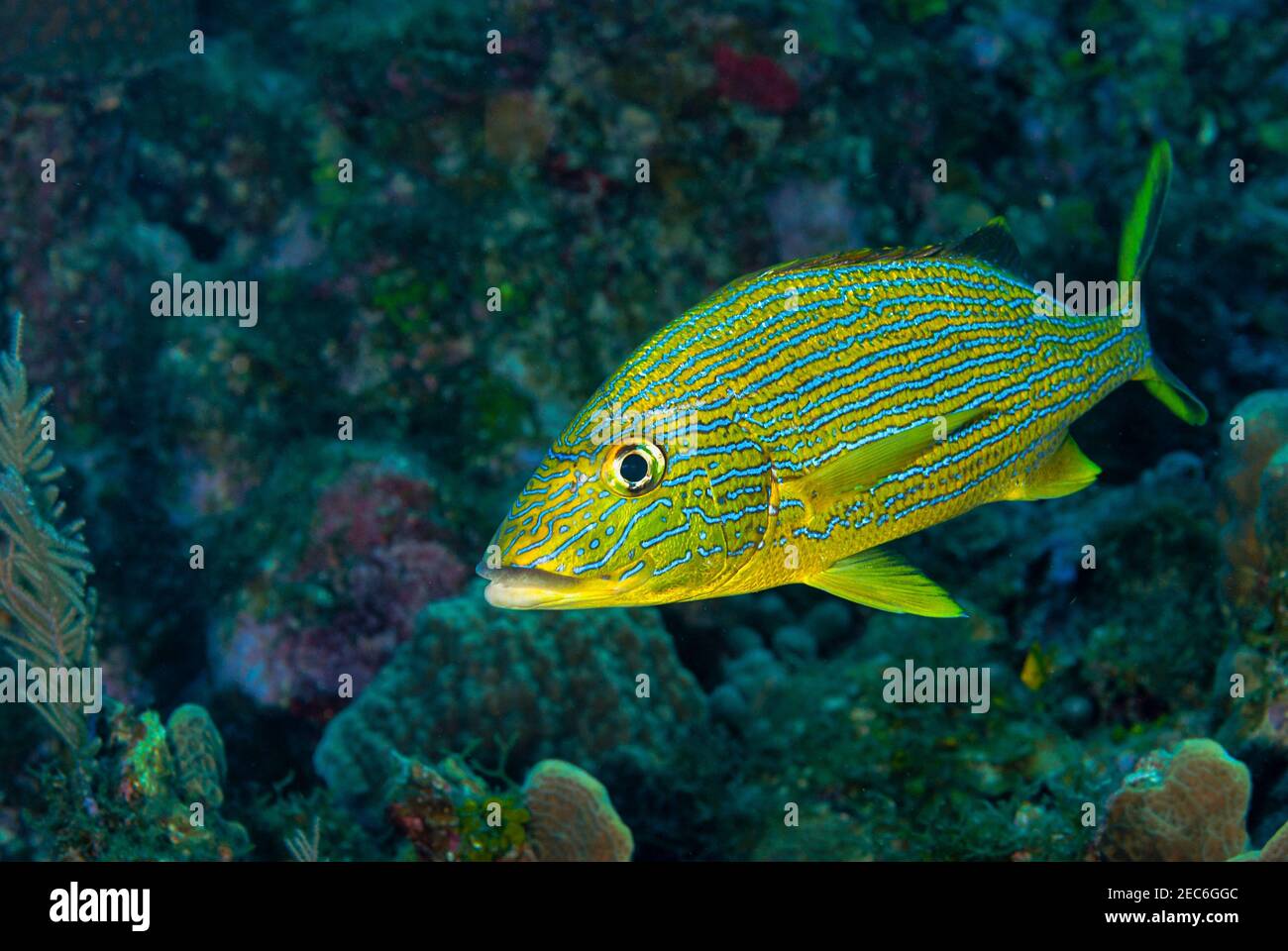 Blue Striped Grunt schwimmt über dem Korallenriff Stockfoto