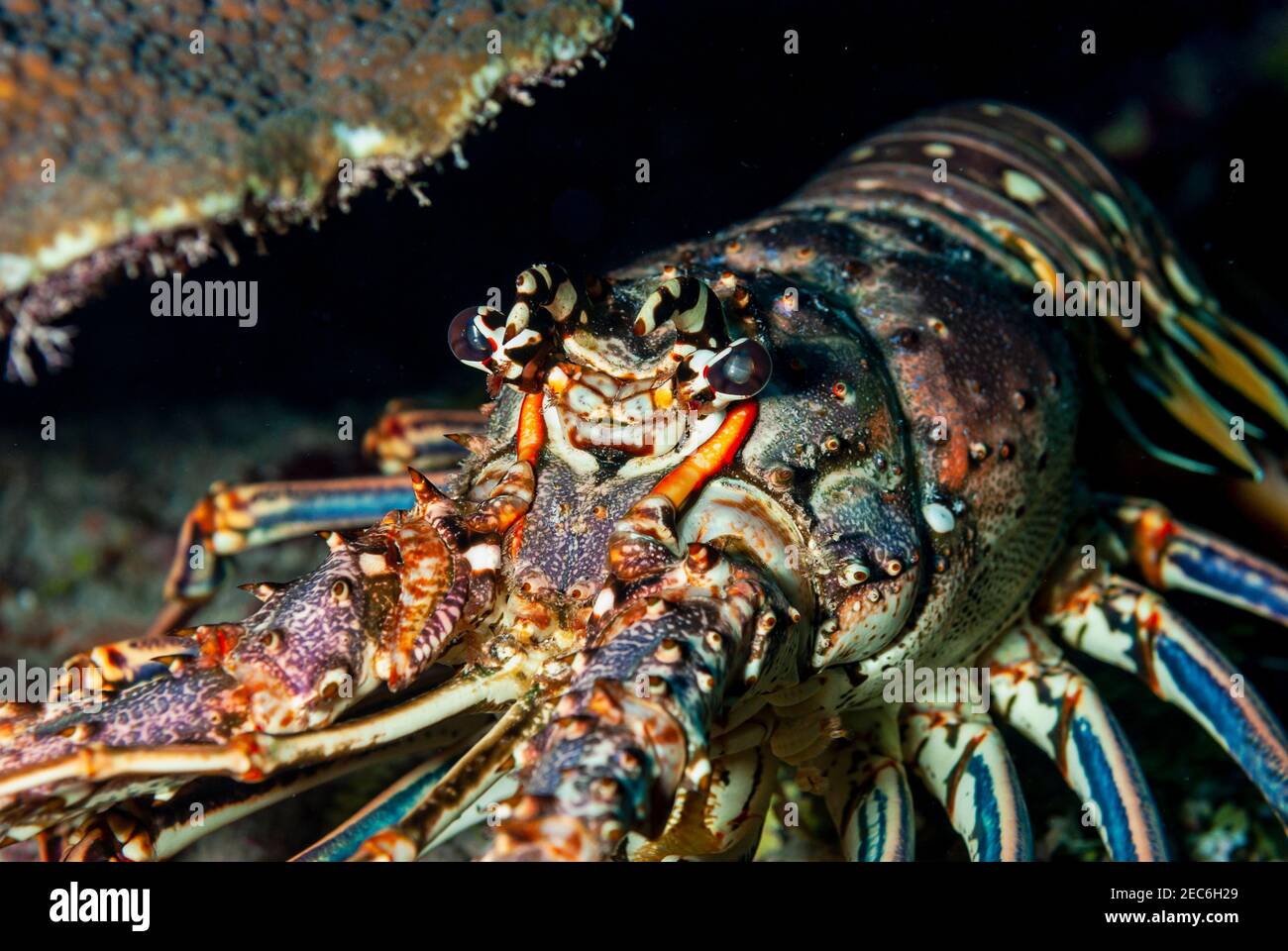 Bemalter StachelLobster, der sich unter der Koralle versteckt Stockfoto