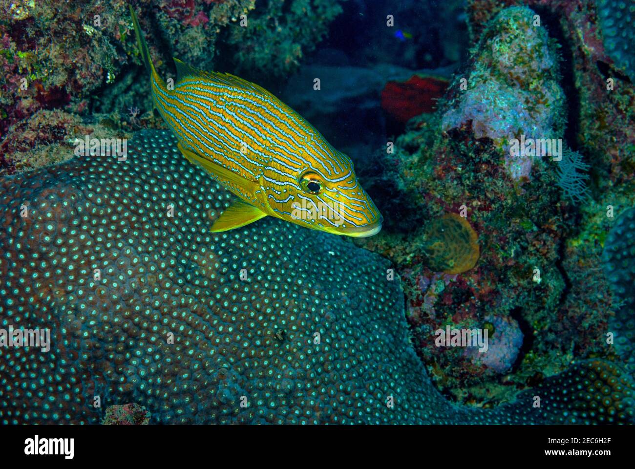 Blue Striped Grunt schwebt über dem Korallenriff Stockfoto