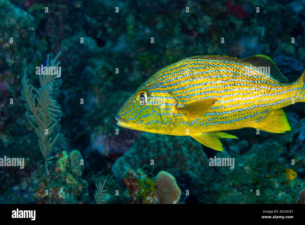 Blue Striped Grunt schwimmt über dem Korallenriff Stockfoto