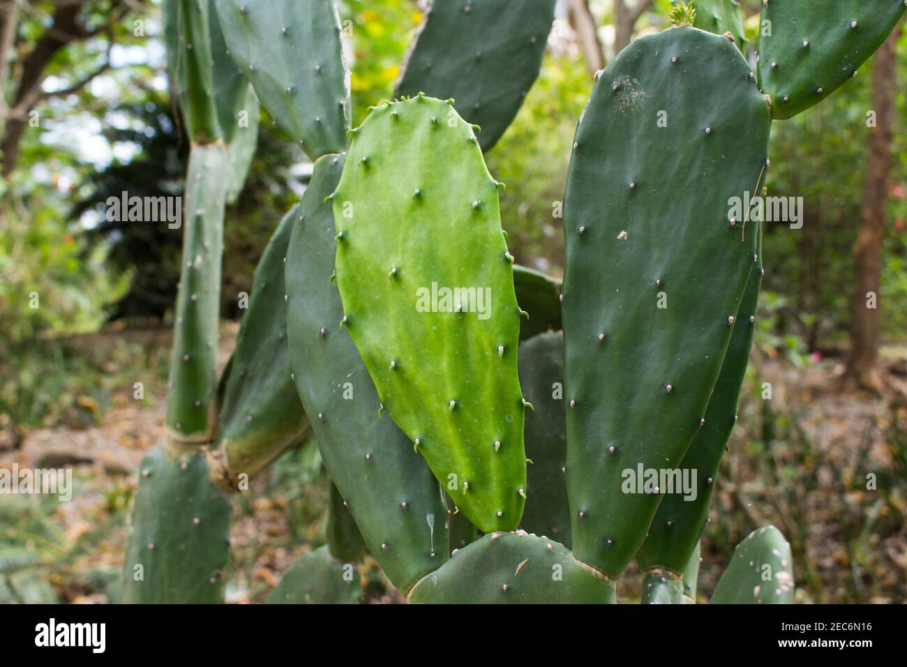 Groer opuntia Kaktus im tropischen Garten. Grner Kaktus im tropischen  Garten. Exotische Pflanze in natrlicher Umgebung. Frische grne Kakteen im  Dschungel. Mexikanisches Pric Stockfotografie - Alamy