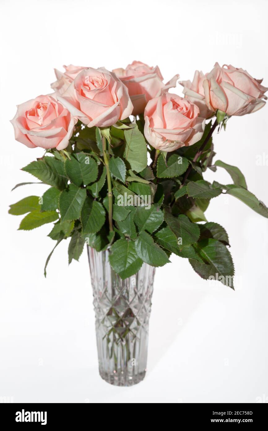 Bouquet von rosa Rosen in einer Vase auf einem weißen Hintergrund Stockfoto