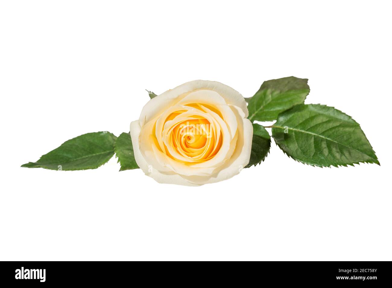 Zarte gelbe Rosenblüte mit Blättern isoliert auf weißem Hintergrund Stockfoto
