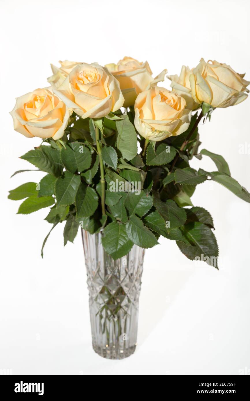 Bouquet von blassgelben Rosen in einer Vase auf einem Weißer Hintergrund Stockfoto