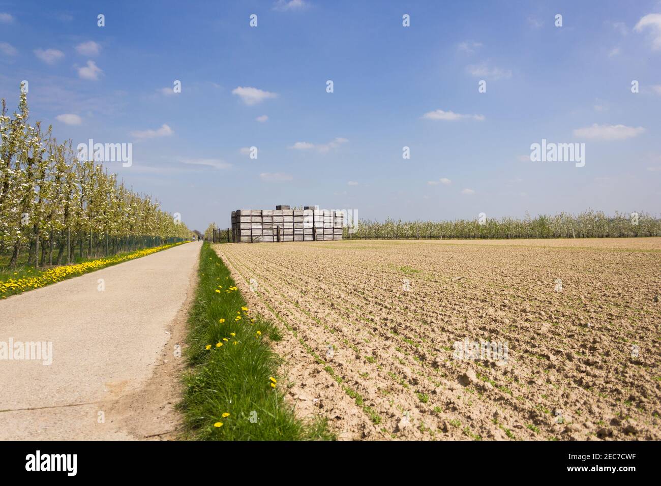 Belgische Landschaft mit Obstplantagen, Radweg und sonnigem Wetter im Frühling in Gingelom (Limburg, Belgien) Stockfoto