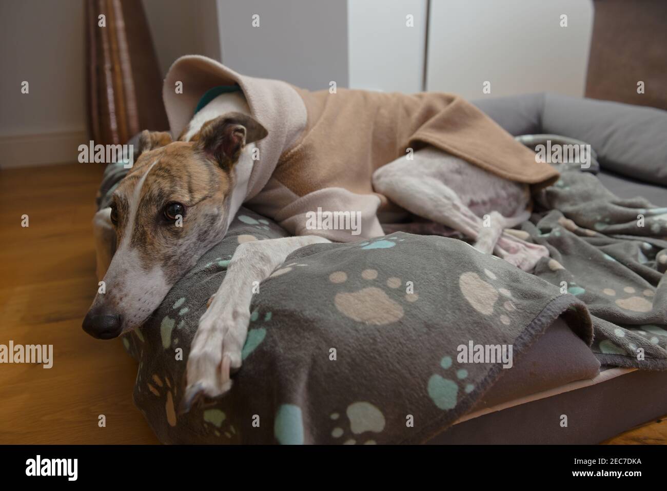 Weitwinkel Nahaufnahme eines angenommene Haustier Windhunde Gesicht, wie sie warme Fleece Pyjamas in einem Luxus-Hundebett trägt. Für Winterwärme durch kurzes Fell. Stockfoto