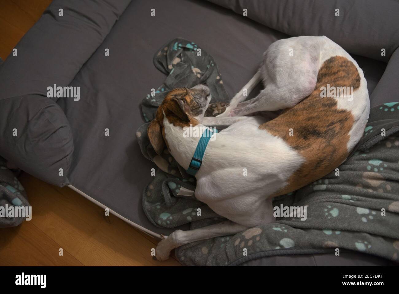 Blick von oben auf eine weiße und orange Haustier Windhund gekräuselt ins Bett. Farbe getönten Bild, bringt die natürlichen warmen holzigen Farben. Stockfoto