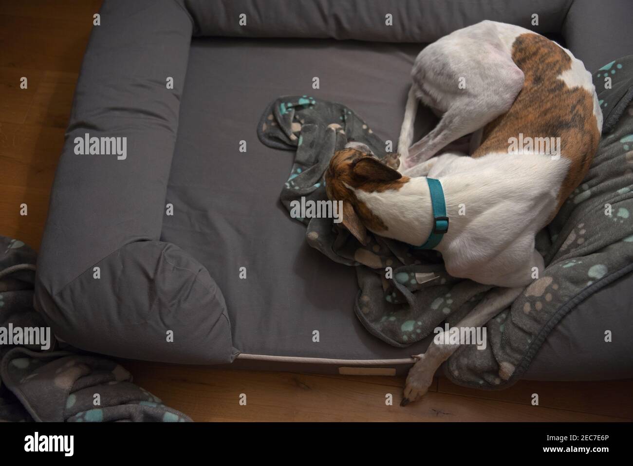 Häusliche Szene mit einem großen schlafenden Haustier Hund in ihrem Bett, kopieren Raum auf der linken Seite, und ein Holz Eichenboden Hintergrund. Warme Innenausstattung des Hauses Stockfoto