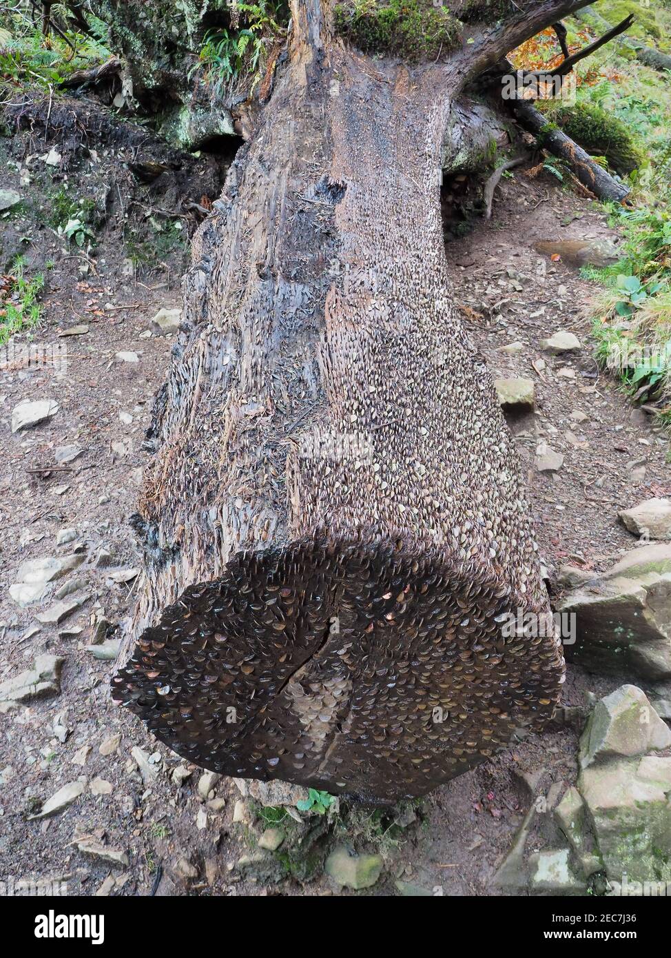 'Geldbaum' mit hunderten von Münzen, die man sich Glück wünschen kann, Tarn Hows, Lake District Stockfoto