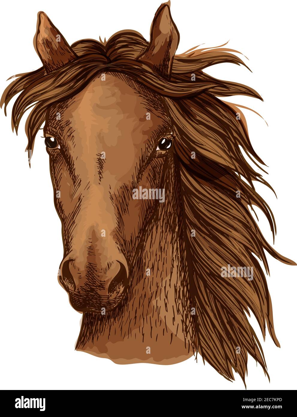 Schönes braunes Pferd künstlerisches Porträt. Bay Mustang Hengst mit langwelliger Mähne, die sich gerade nach vorne schauen. Pferdesport Stock Vektor
