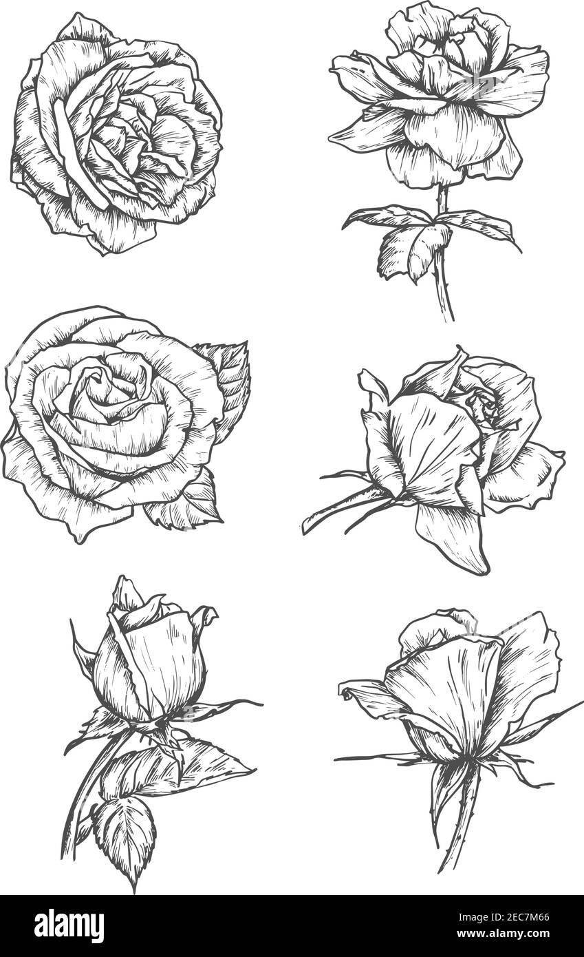 Symbole für Rosen-Knospen. Vektor Bleistift Skizze Blumen mit Blättern auf Stamm. Grafische Embleme für Tattoo, Dekoration Stock Vektor