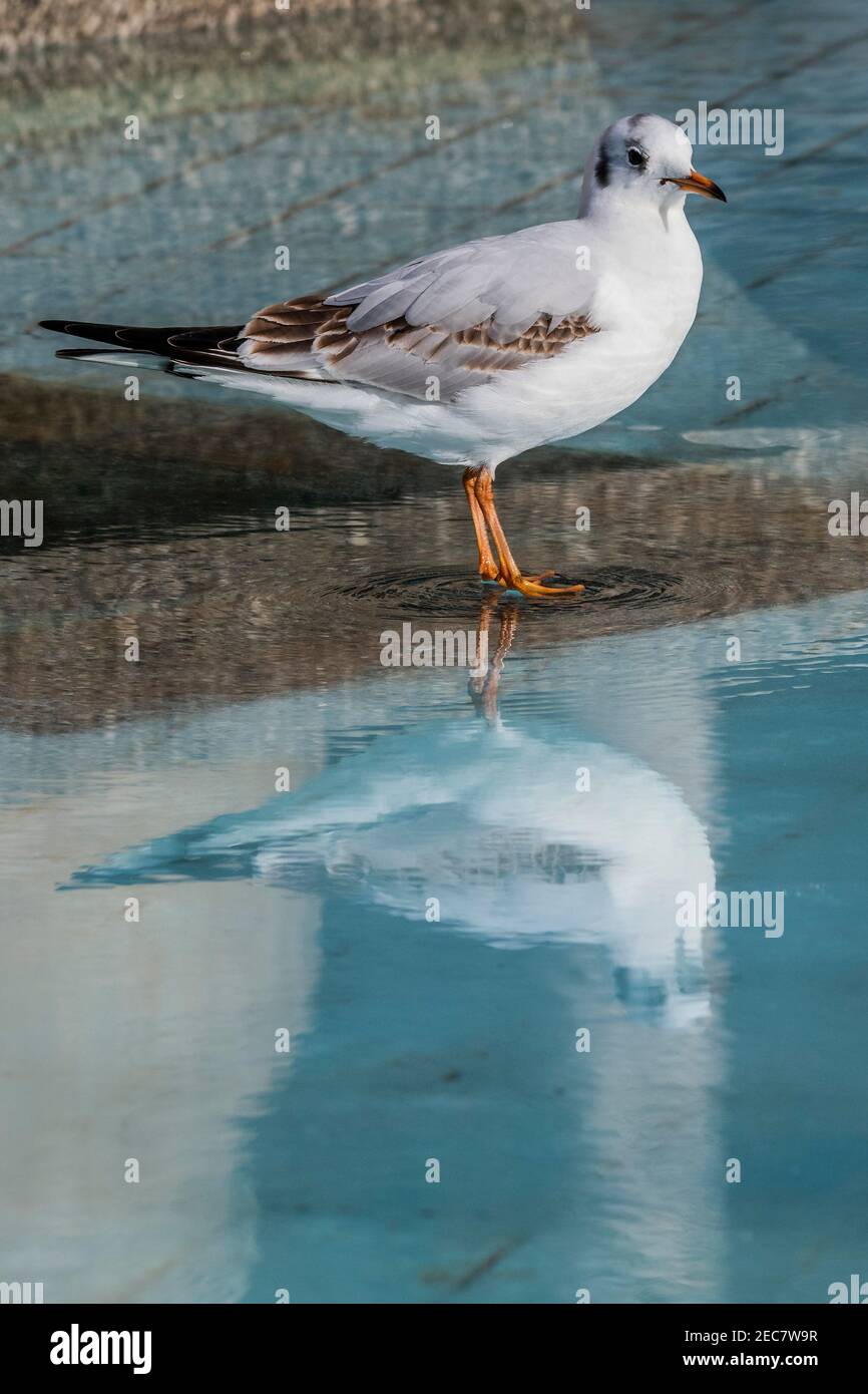 London, Großbritannien. Februar 2021, 13th. Ein Vogel scheint auf dem Wasser zu laufen, während er über einen gefrorenen Pool geht - als Storm Darcy verblasst und das Eis zu schmelzen beginnt, kommen die Menschen heraus, um das letzte Eis auf den Statuen auf dem Trafalgar Square zu sehen. Besucher treffen sich mit Freunden und/oder trainieren. Outdoor-Leben im Zentrum von London in Lockdown 3. Kredit: Guy Bell/Alamy Live Nachrichten Stockfoto