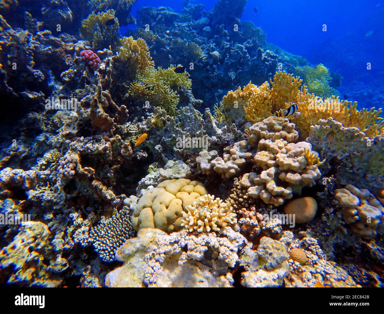 Korallen beim Schnorcheln im Golf von Aqaba in Jordanien. Aqaba hat ausgezeichnetes Tauchen mit bunten Riffen. Aqaba, Rotes Meer, Jordanien. Stockfoto