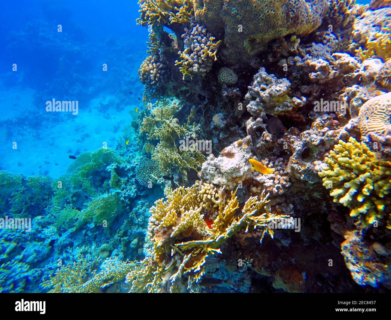 Korallen beim Schnorcheln im Golf von Aqaba in Jordanien. Aqaba hat ausgezeichnetes Tauchen mit bunten Riffen. Aqaba, Rotes Meer, Jordanien. Stockfoto