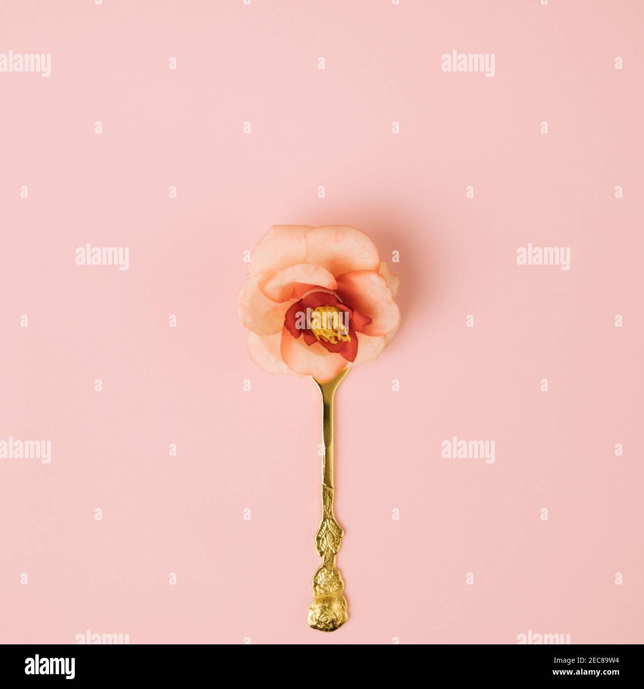 Anordnung der Goldgabel mit Rosenblüte auf pastellrosa Hintergrund. Minimales kreatives Feierkonzept Stockfoto