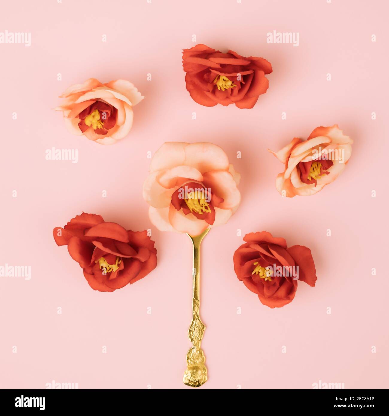 Minimalistisches kreatives Konzept der Goldgabel mit Rosenblüte, die rund vor pastellrosa Hintergrund macht. Idee zur Feier Stockfoto