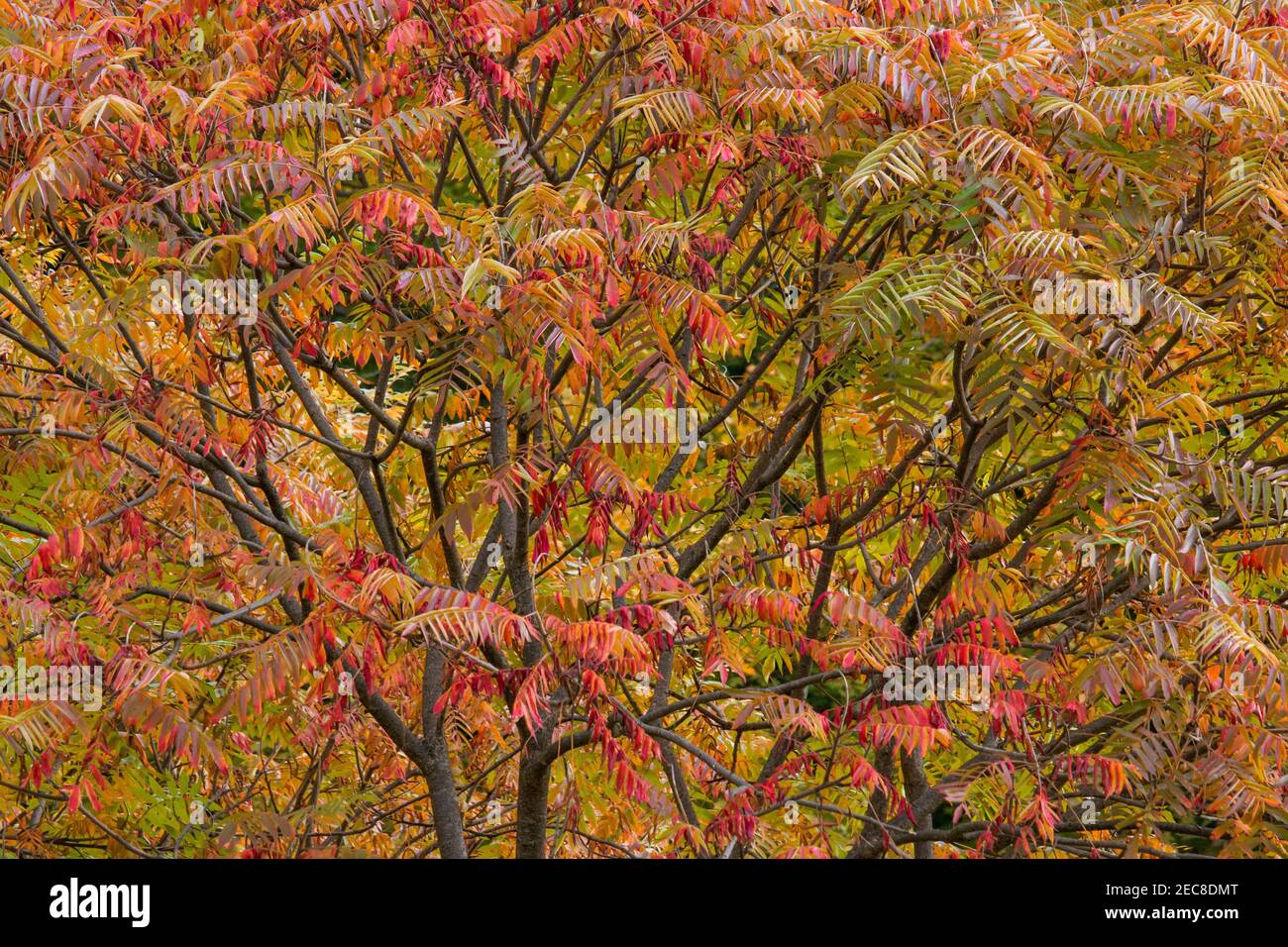 Staghorn Sumac ist ein kleiner Baum, der in offenen und gestörten Gebieten im Nordosten der Vereinigten Staaten und im Südosten Kanadas gefunden wird. Im Herbst zeigt es sich brillant Stockfoto