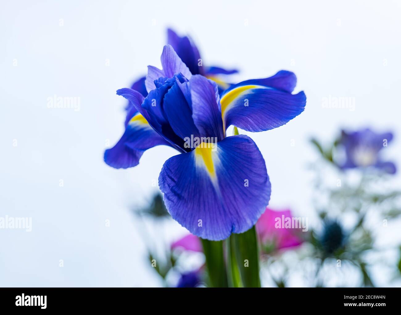 Nahaufnahme der blauen Iris in Blumenstrauß gegen Ein Kopierbereich mit weißem Hintergrund Stockfoto