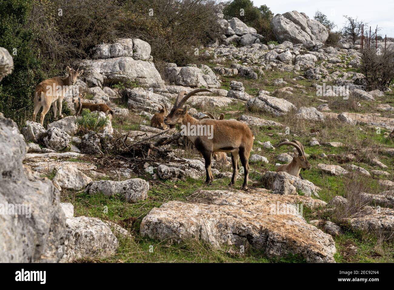 Blick auf viele iberische Wildbergziegen im El Naturpark Torcal in Andalusien Stockfoto