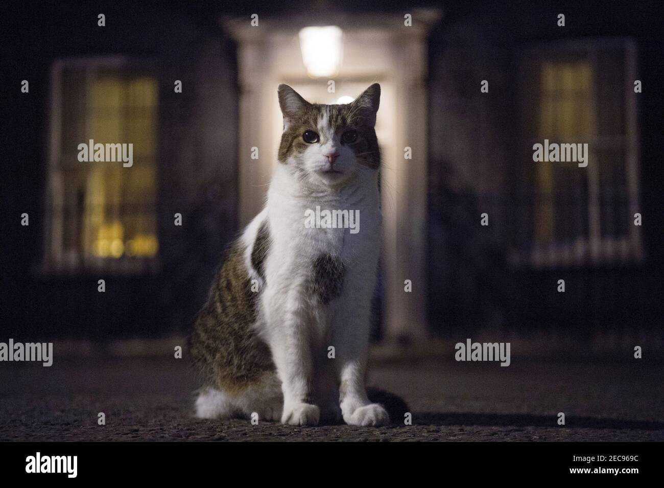 Aktenfoto vom 25/11/2020 von Larry the Downing Street Cat in Downing Street, London. Großbritanniens Chef mouser feiert 10 Jahre lang die Korridore der politischen Macht in der Downing Street Nummer 10. Ausgabedatum: Samstag, 13. Februar 2021. Stockfoto