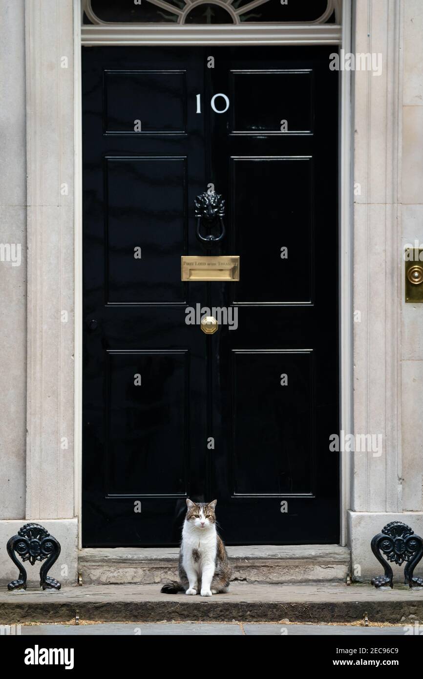 Aktenfoto vom 12/5/2020 von Larry the Downing Street Cat in Downing Street, London. Großbritanniens Chef mouser feiert 10 Jahre lang die Korridore der politischen Macht in der Downing Street Nummer 10. Ausgabedatum: Samstag, 13. Februar 2021. Stockfoto